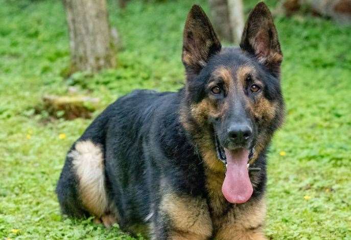 Police dog Eli was used to help investigators