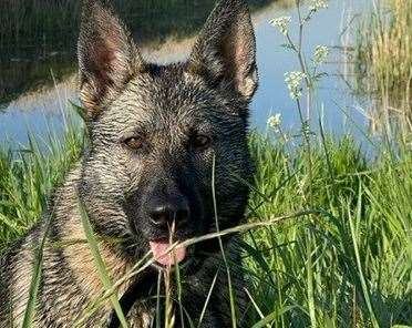 Police dog Ciara. Picture: Kent Police