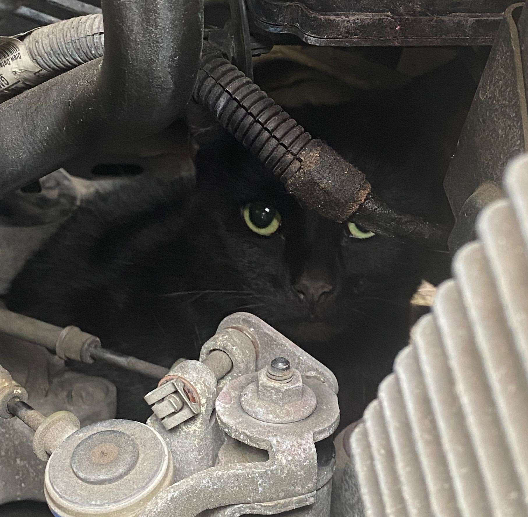Rose the cat was rescued after a five-mile round trip under the bonnet of a Vauxhall Astra on the school run (Cats Protection/ PA)