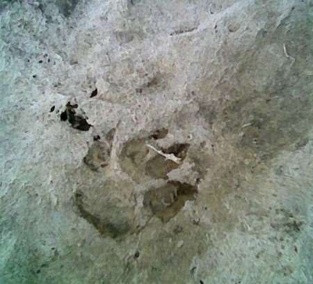 Paws for thought: is this a big cat's footprint?