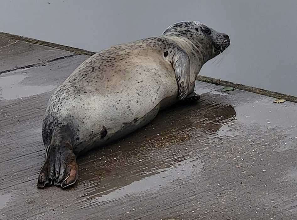 A seal has been spotted near Millenium River Park in Maidstone. Picture: Alena Bryen