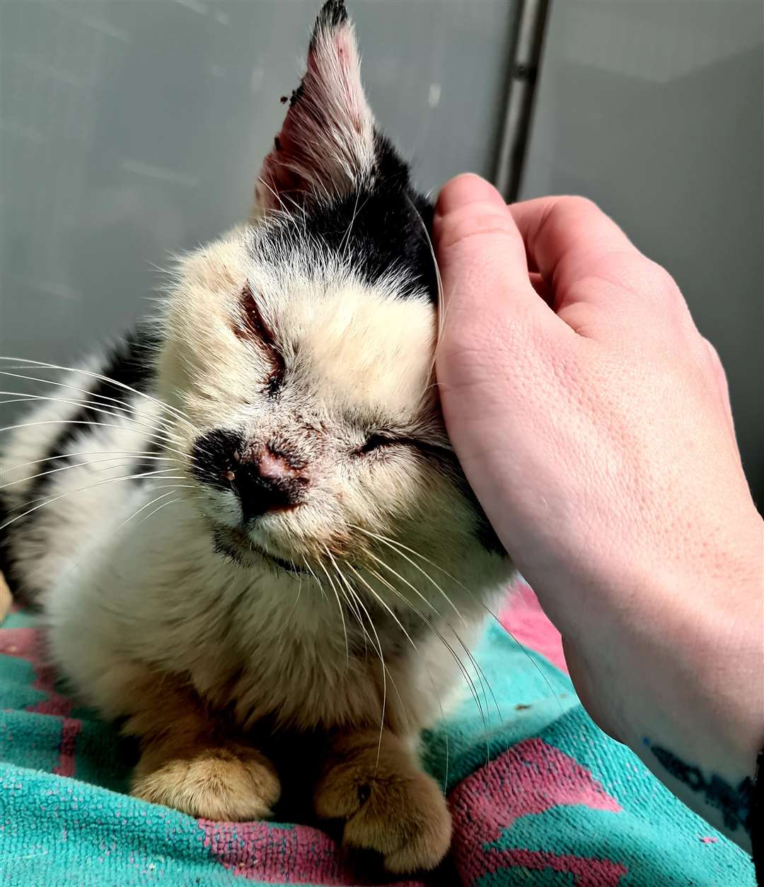 Nuff the cat was rescued by Animals Lost and Found in Kent and is currently being rehabilitated. Picture ALFIK