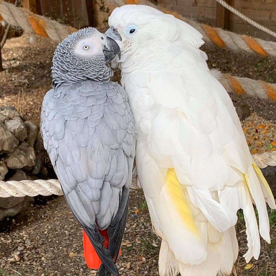 Cassie, an umbrella Cockatoo and Jake an African Grey. Picture: The Fenn Bell Conservation Project