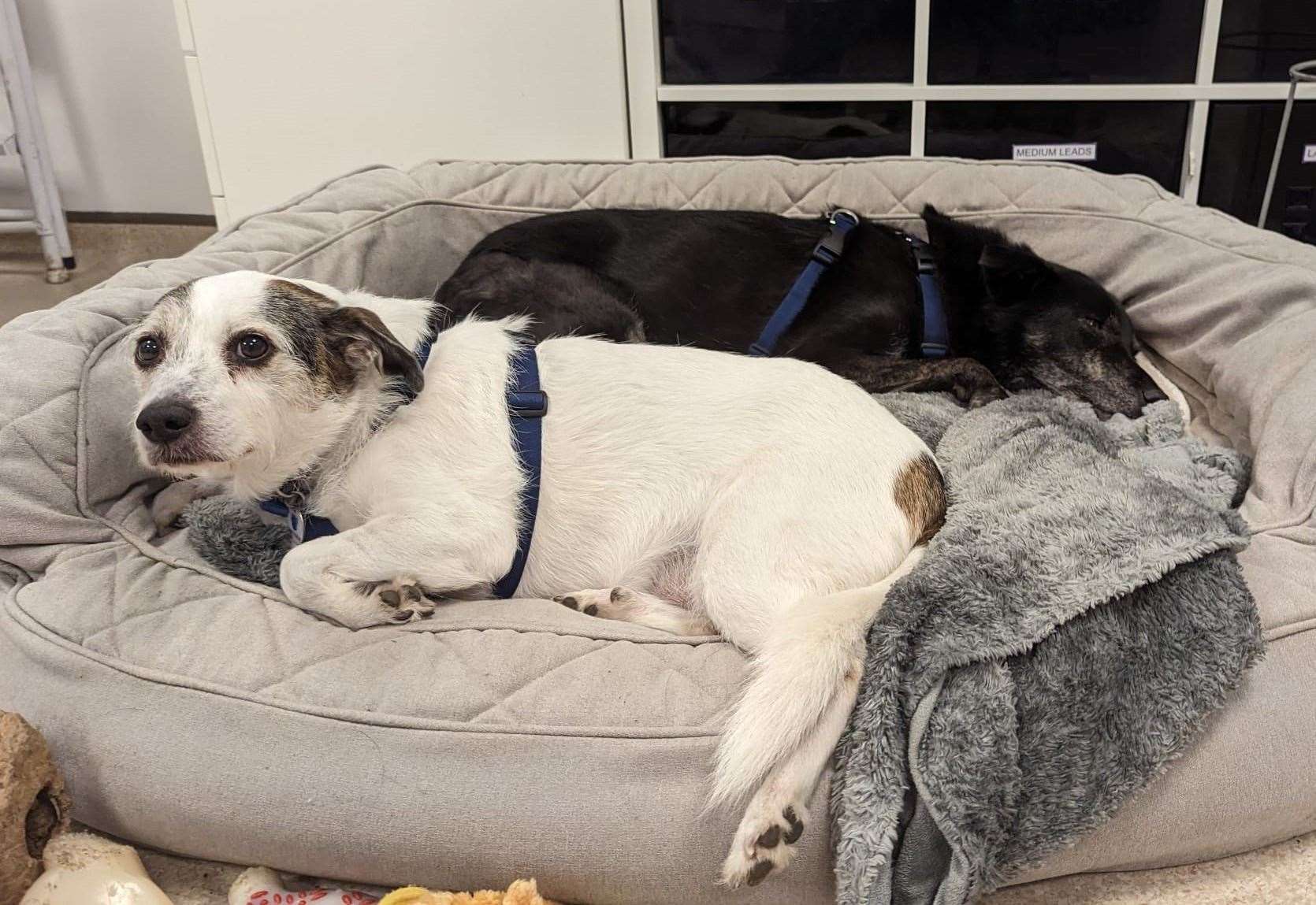 Best friends Poppy, a nine-year-old Jack Russell Terrier Cross, and Misty, a 12-year-old Crossbreed
