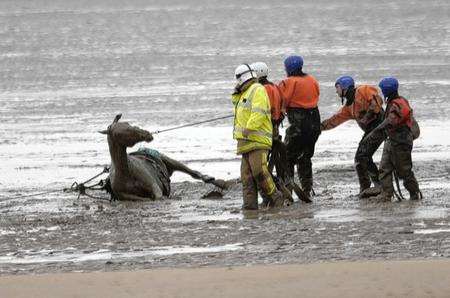 Horse gets stuck in the mud at Greatstone beach