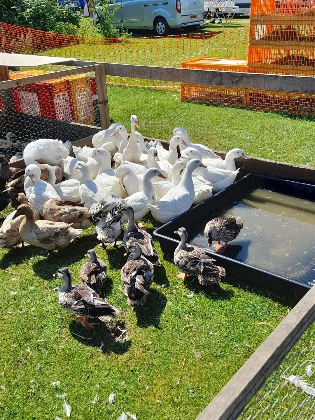 Ducks with water in a pen at the poultry tabletop sale next to Leysdown boot fair. Picture: Faye Grant