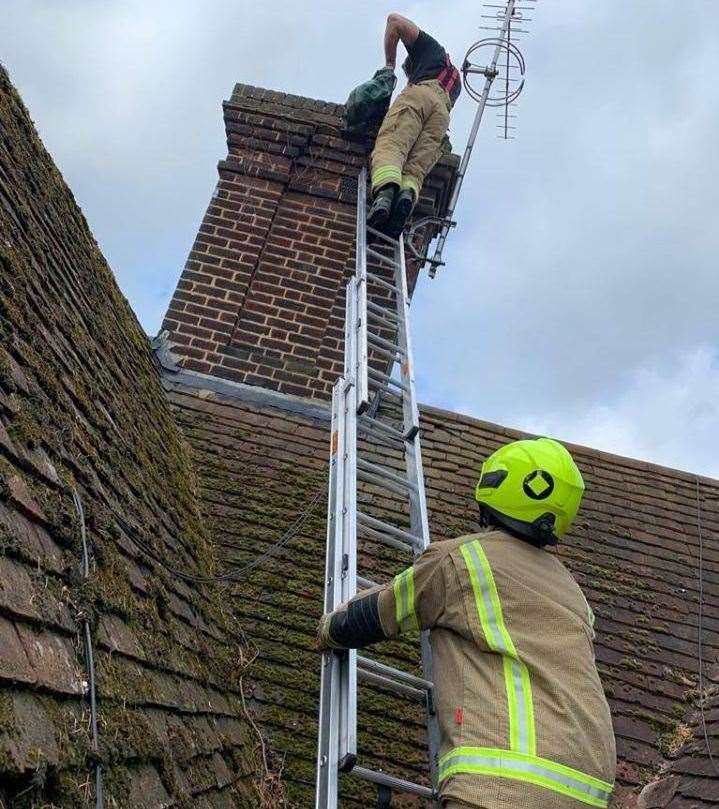 Firefighters had to rescue the feathered family from the chimney Photo: KFRS
