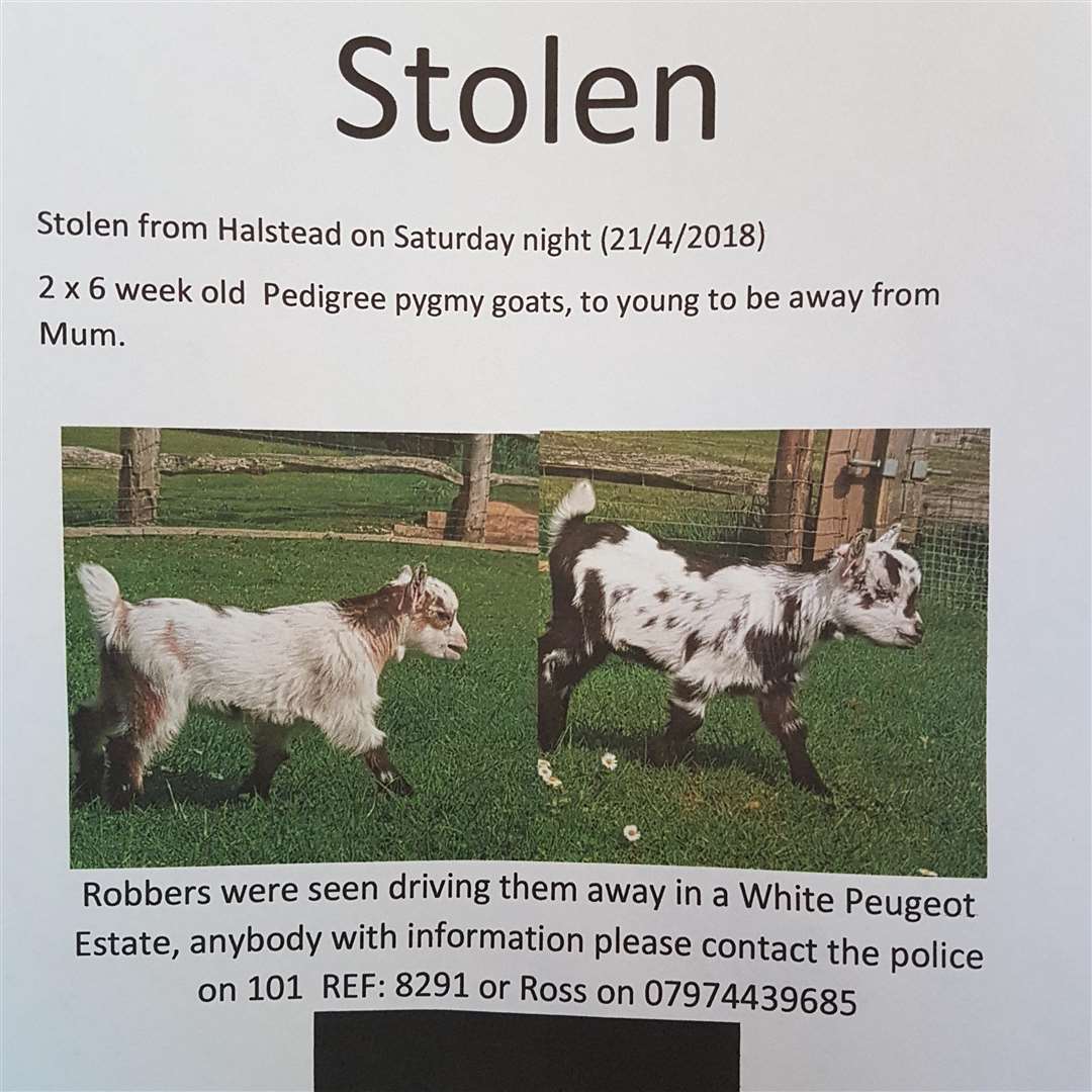 Stolen: Have you seen these two goats? (1584692)