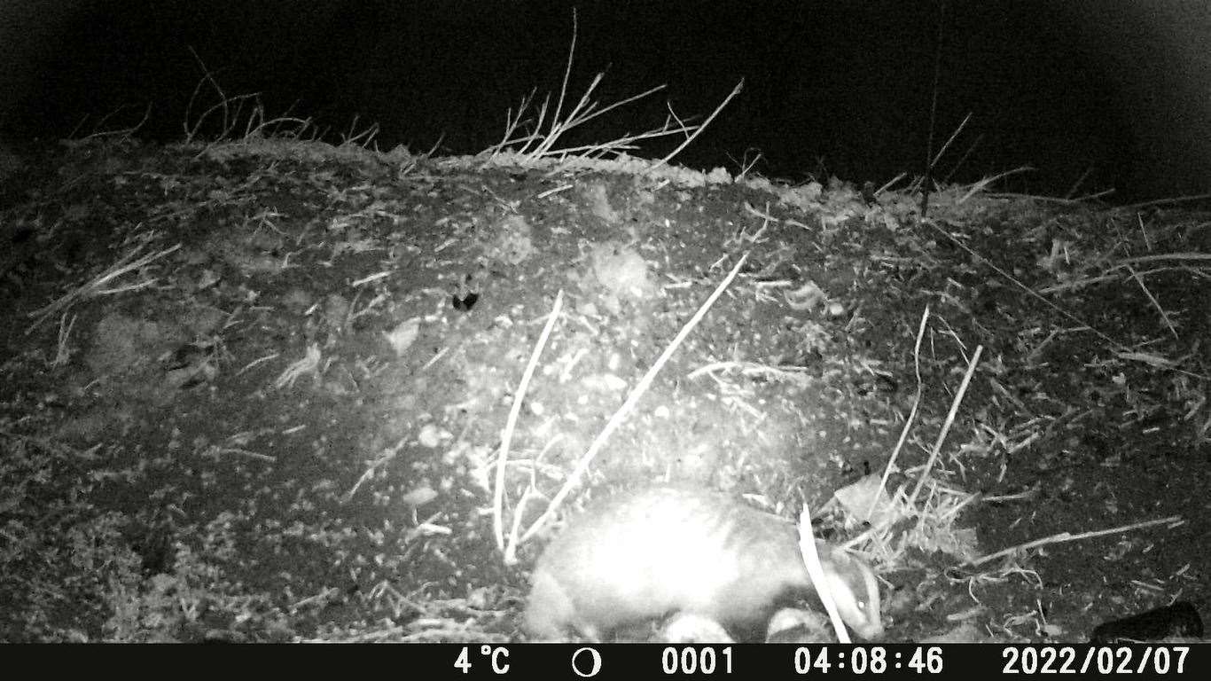 A still from a video showing badgers on the Princes Parade site