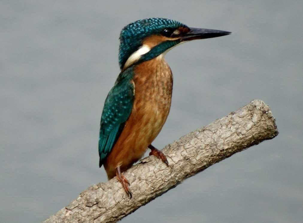A kingfisher at Stodmarsh Nature Reserve captured by John McCrae, of Oxenden Park Drive, Herne Bay