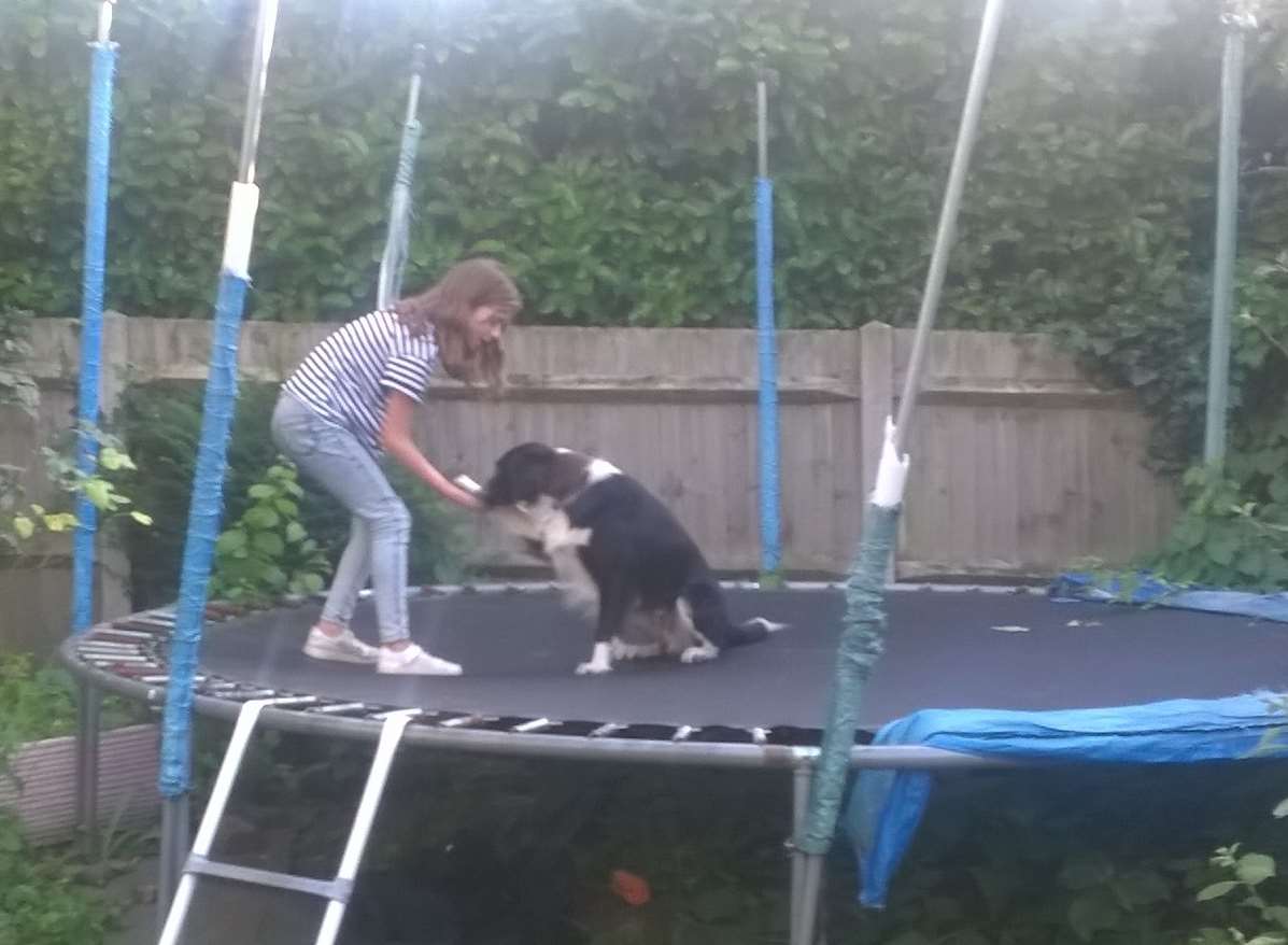 Ziggy the border collie used a trampoline to vault a fence