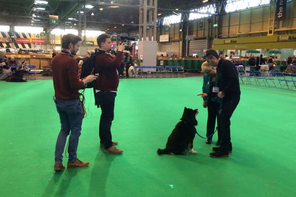 Osa being put through his paces by judge Sue Dunger at Crufts.
