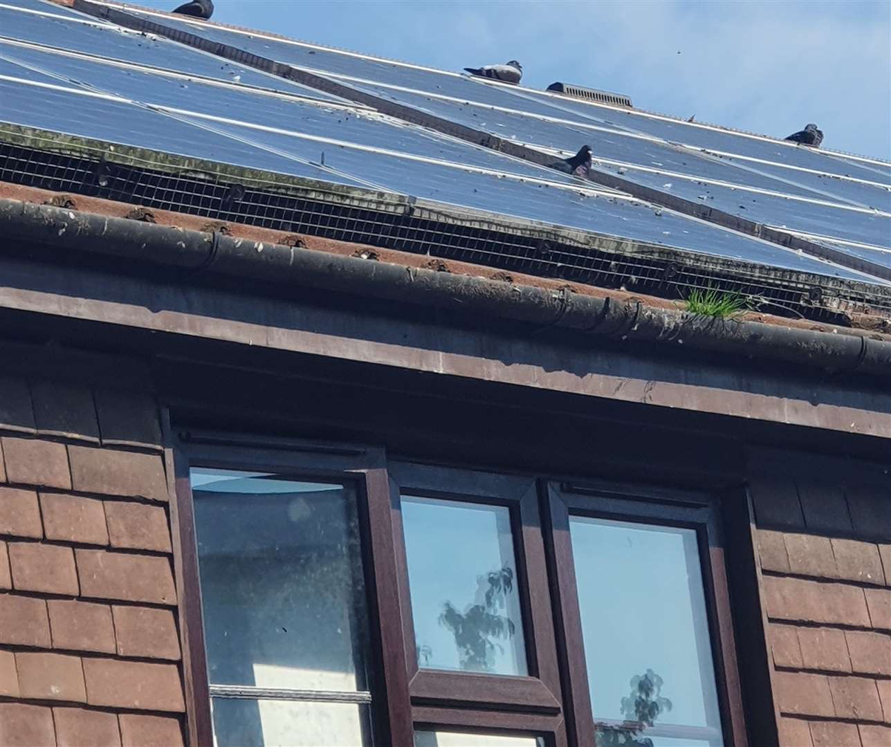 Pigeons on top of roof where they are nesting