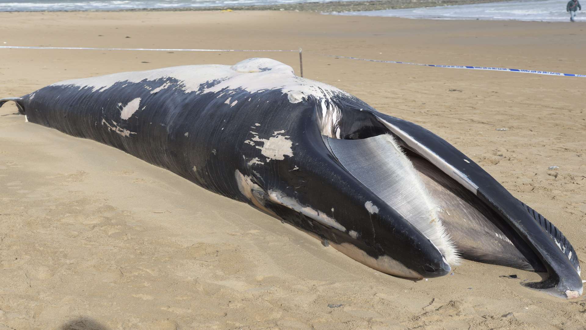 The dead whale washed up today. Picture: Chris Davey.