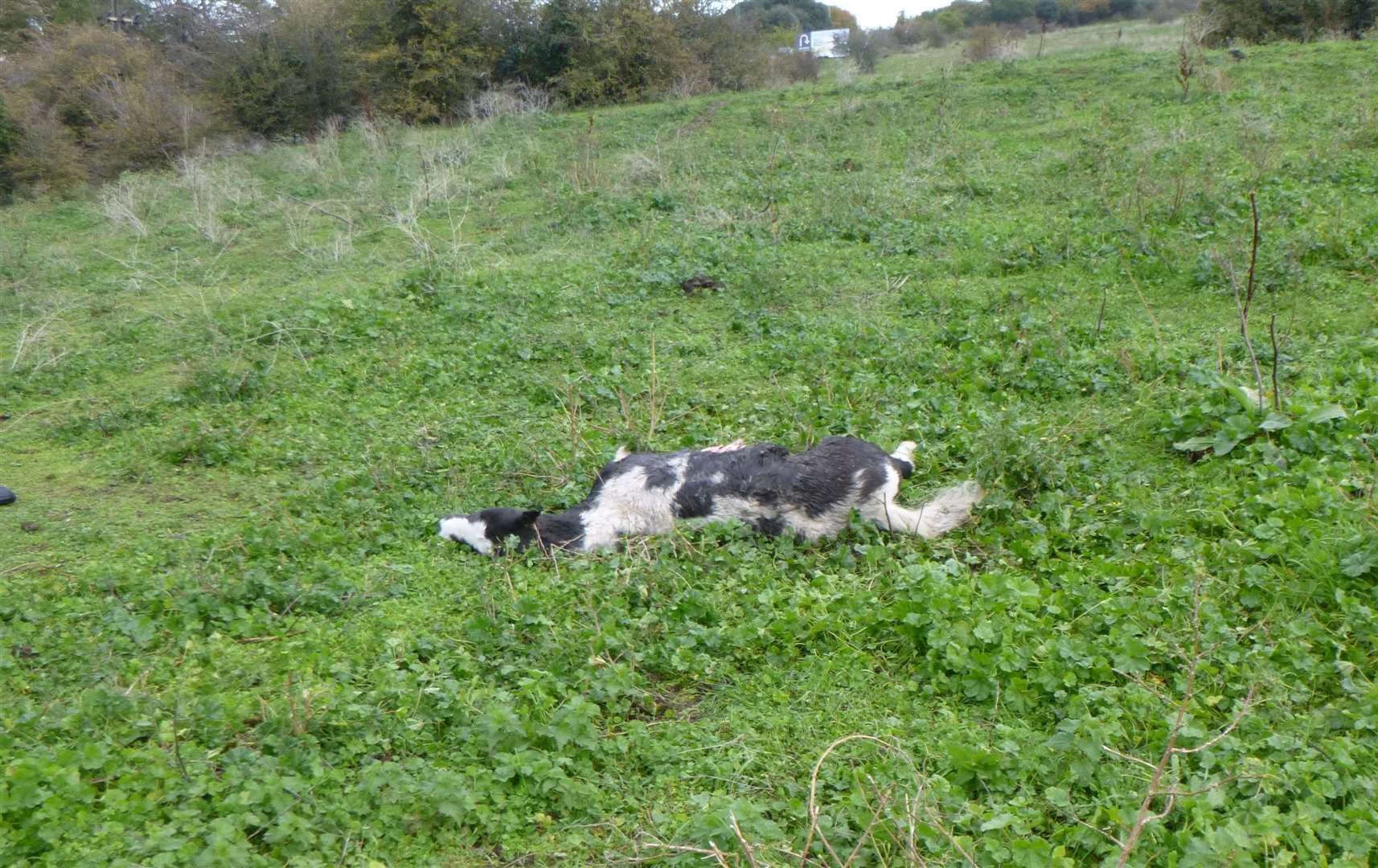 The dead foal was found in a field in Greenhithe. Picture: RSPCA (21922316)