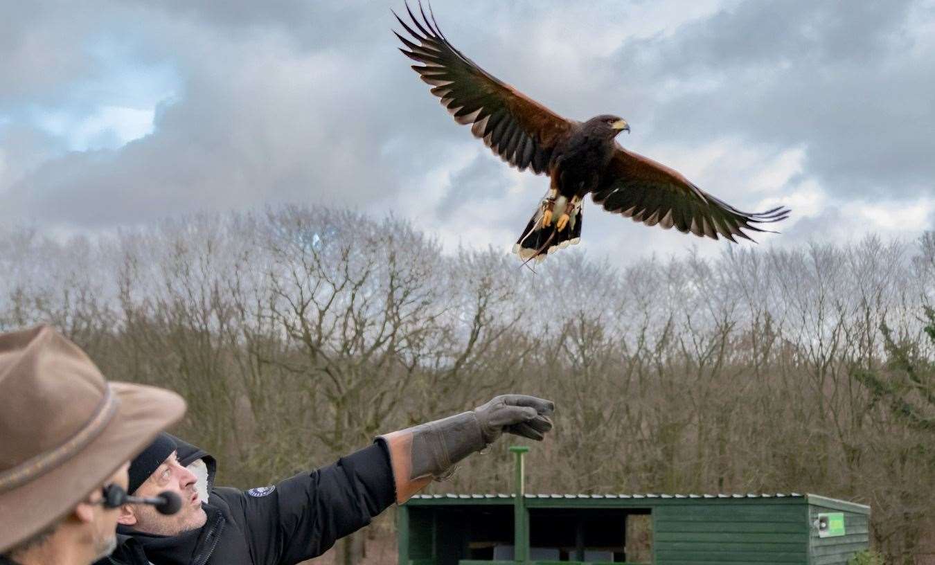 Bird of prey shows at the Rare Breeds centre in Woodchurch near Ashford are set to end this year. Picture: Dale Upton