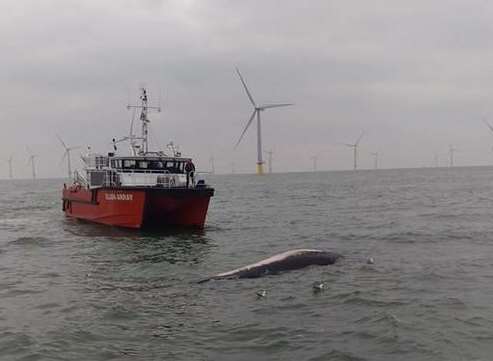 A dead humpback whale was spotted off the Thanet coast earlier this week. Picture: Kevin Clark.