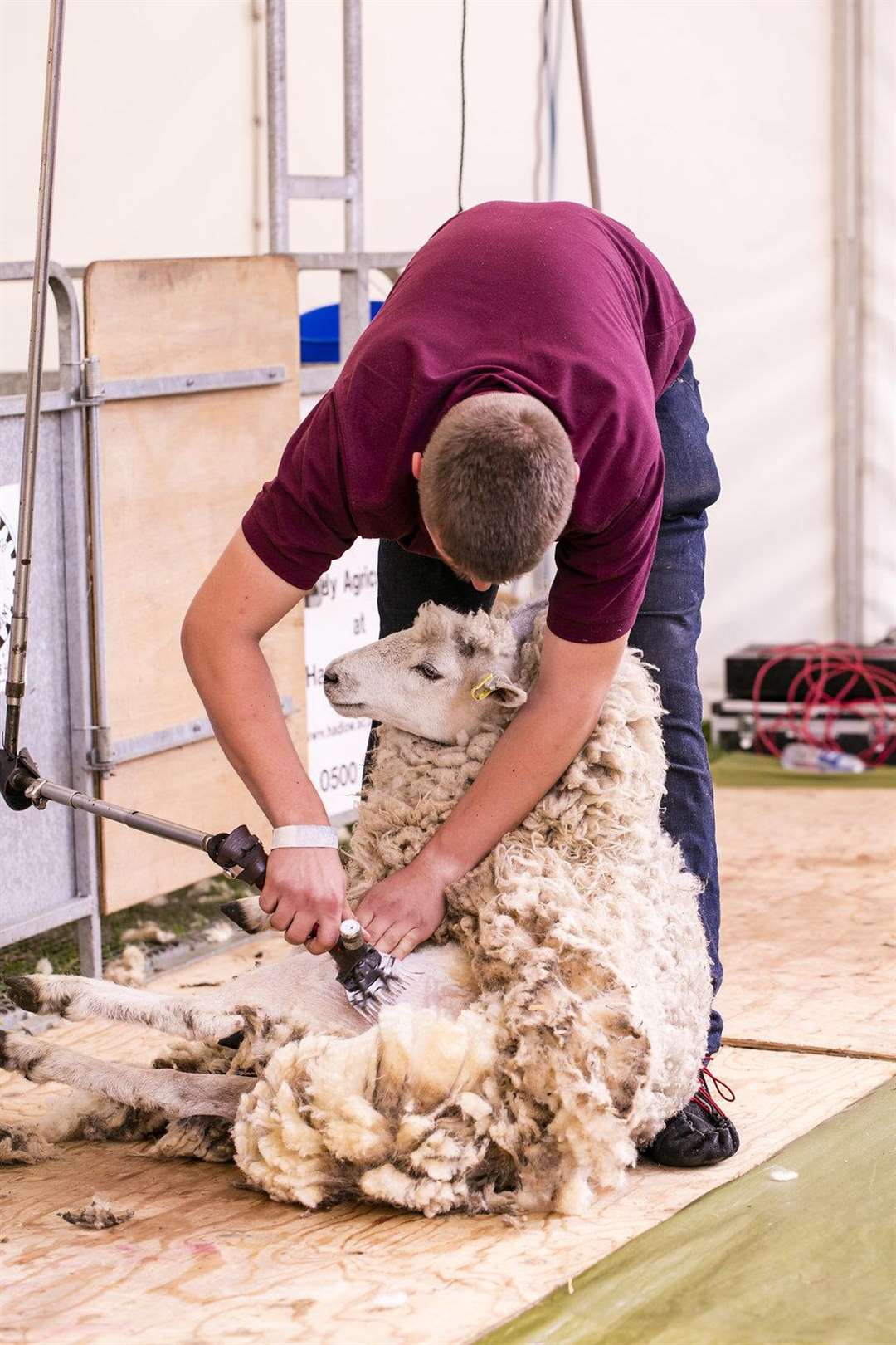 Livestock at the Kent County Show Picture: Thomas Alexander (2485245)