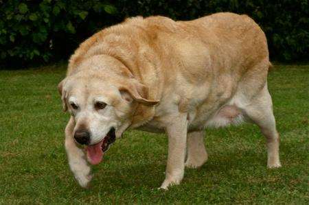 Alfie, dubbed the 'fattest dog in Britain', before his weight loss at the Leybourne animal centre. Picture: Mike Dooley, RSPCA.