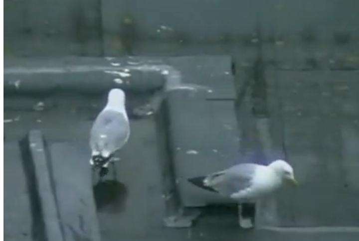 The video says you can discover Folkestone's amazing "wildlife"