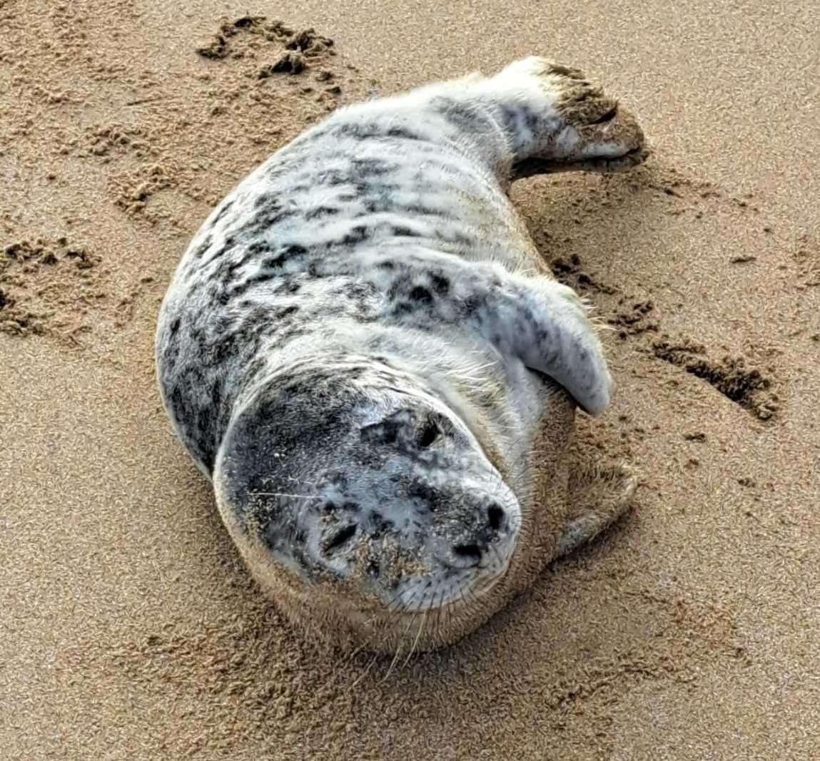 An underweight seal has been rescued from a Ramsgate beach. Picture: Shelia Stone (62331834)
