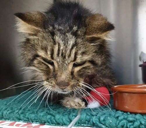 TJ has been treated by a local vet where he still is. Picture: Animals Lost and Found in Kent