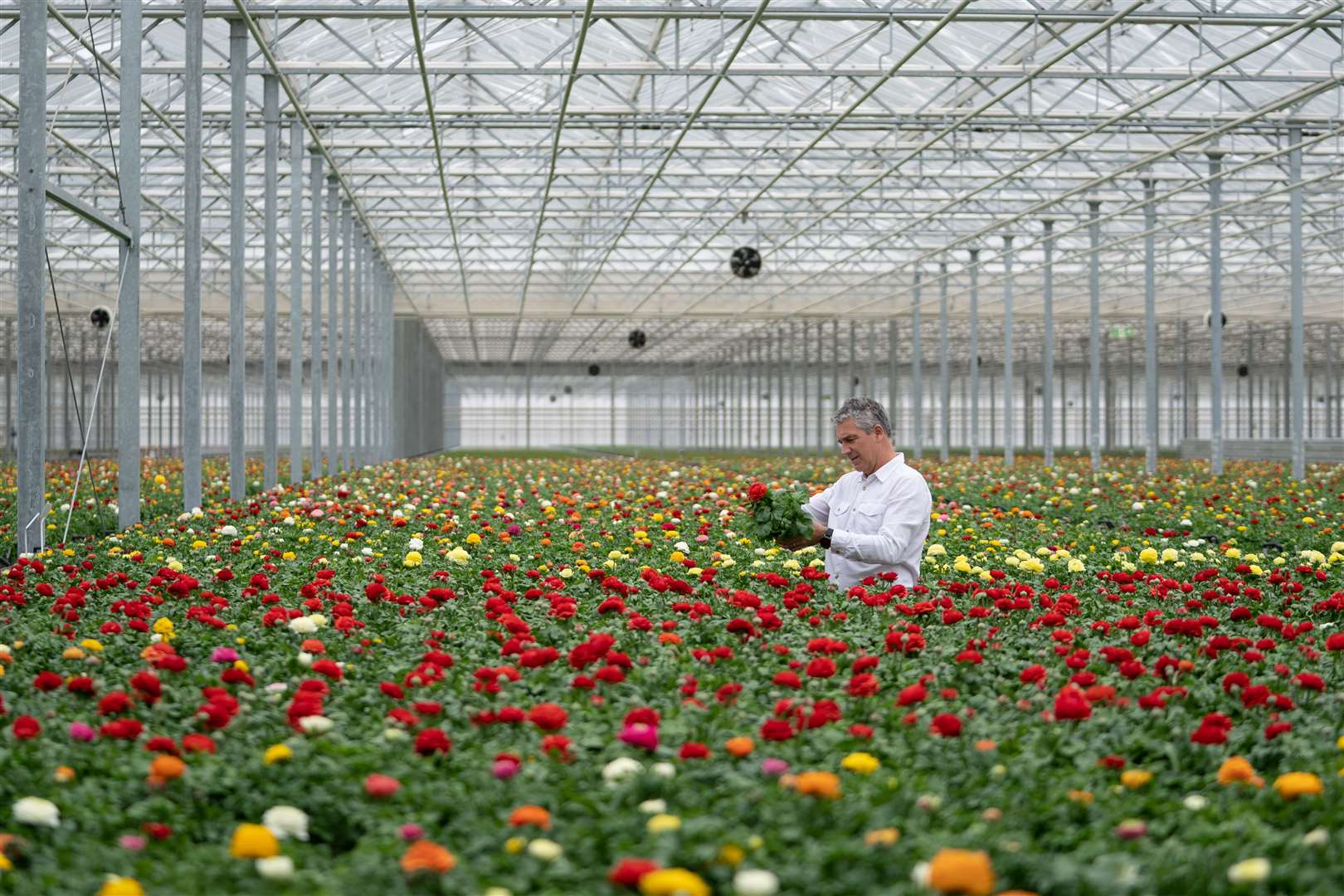 In future, all of Tesco’s bedding plants, grown in Lincolnshire by the Bridge Farm Group, will use wood fibre and organic by-products instead of peat (Joe Giddens/PA)
