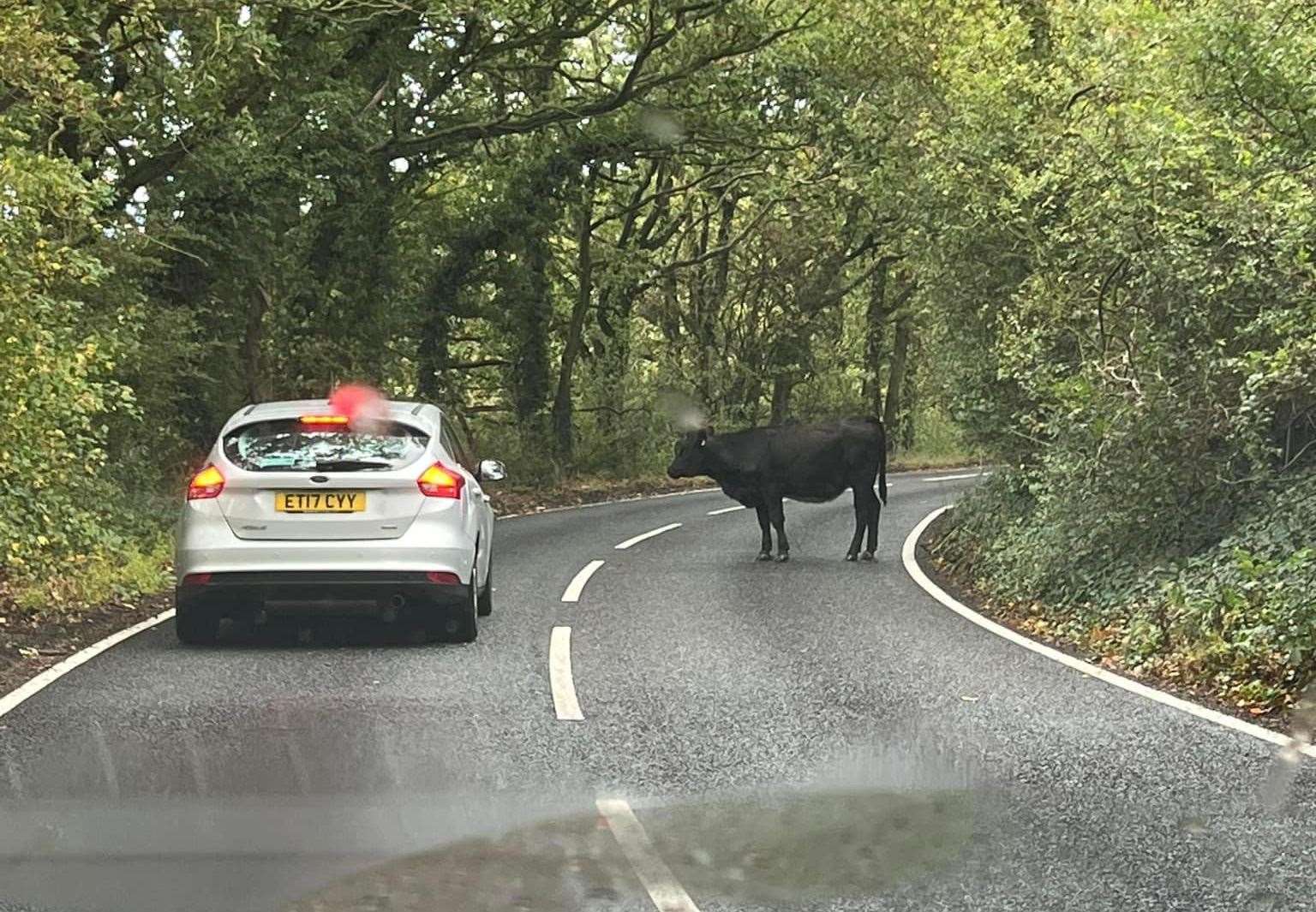 Four cows were spotted crossing Southfleet Road in Bean. Photo: Lisa Ayres