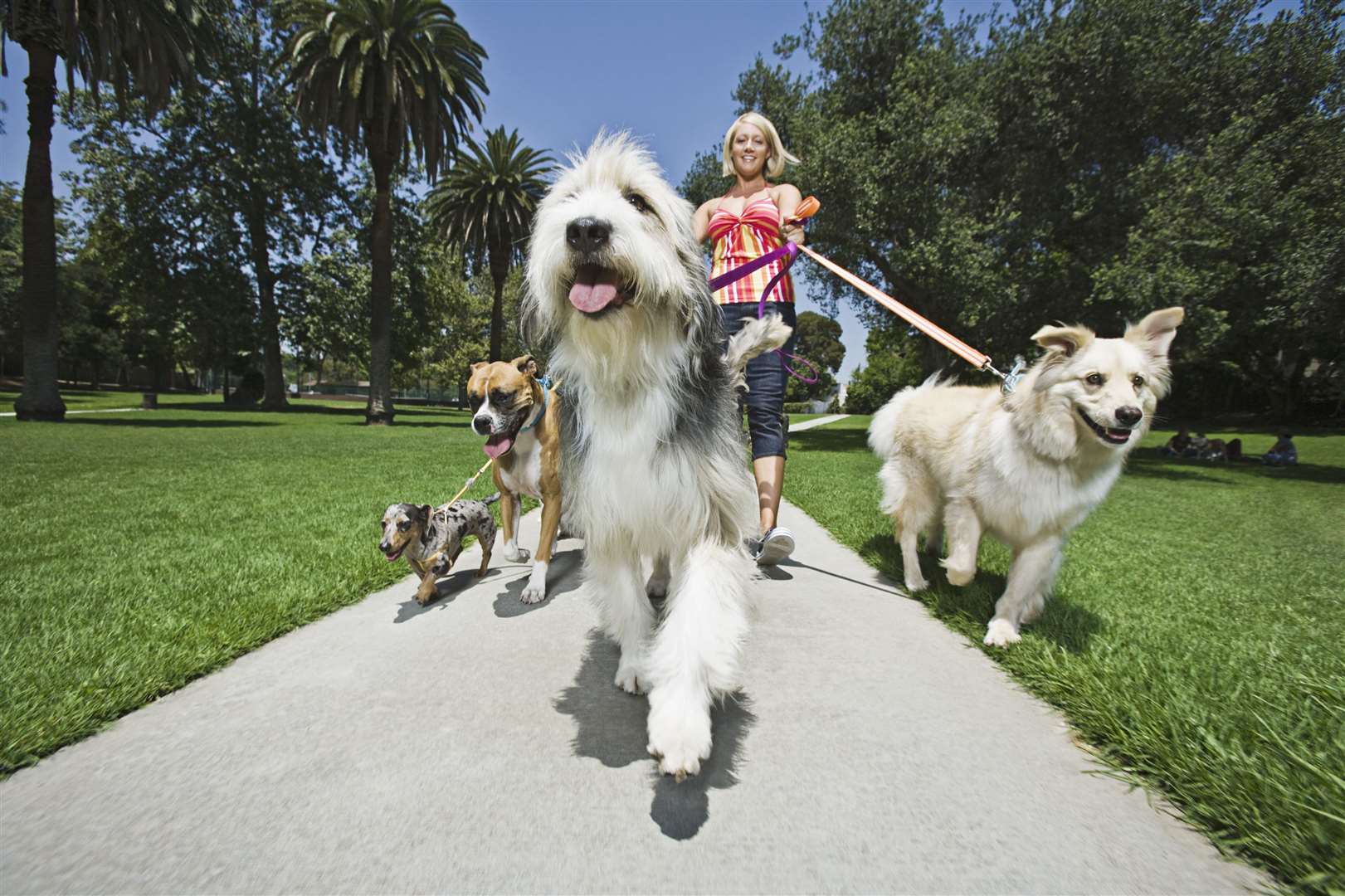 Take a Sunday stroll like no other with your dog
