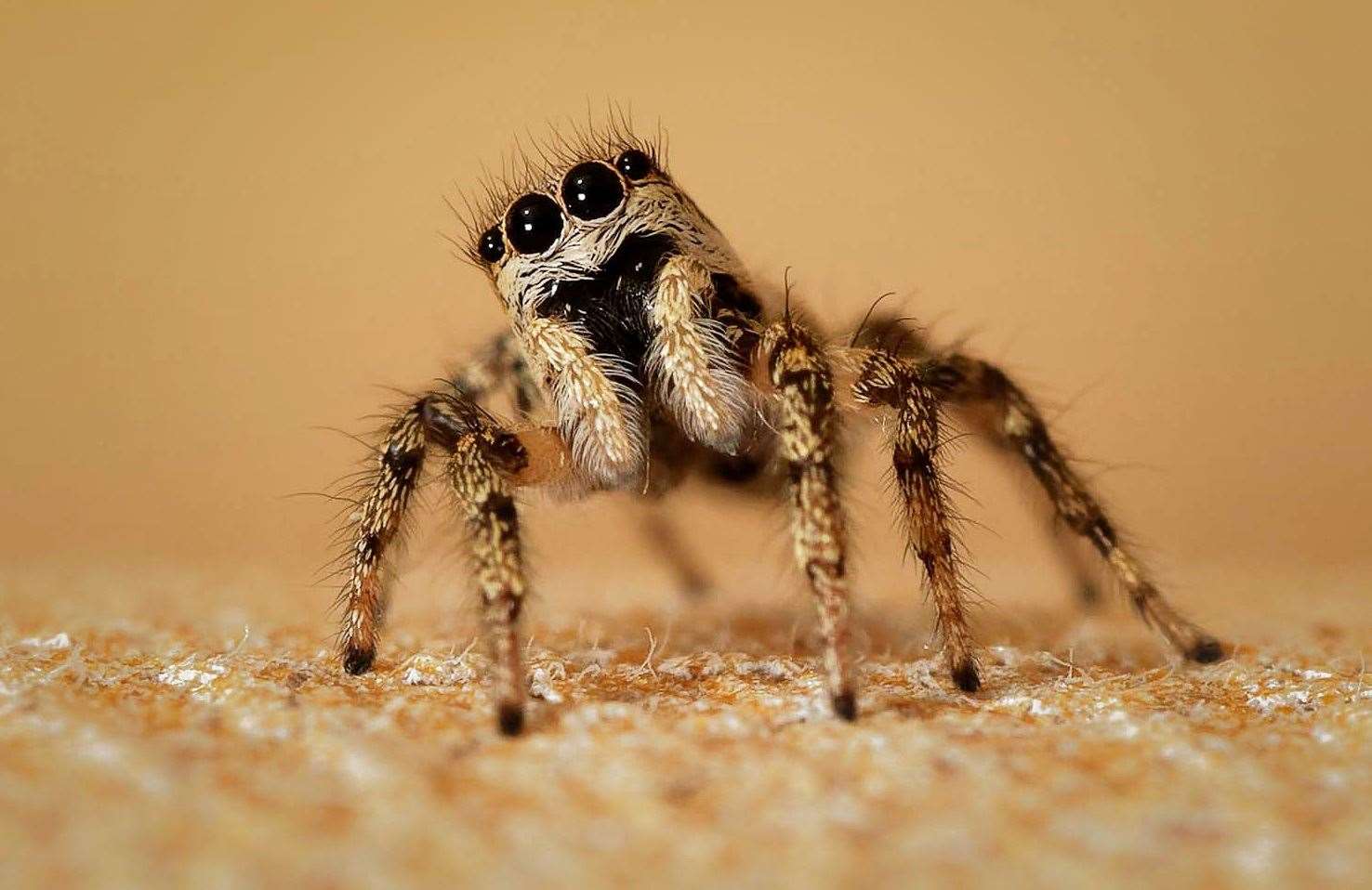 This is the distinguished jumping spider. Not a favourite of Steve Norris
