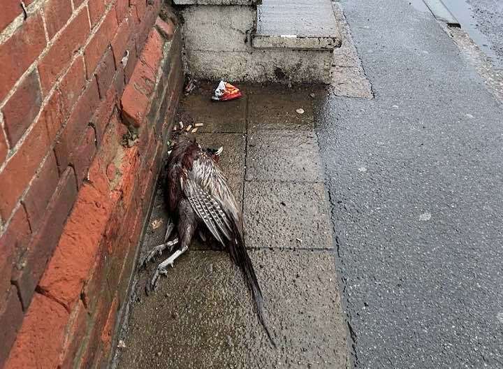 Another pheasant found in Yalding. Picture: June Chapman