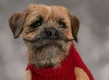 How your dog could look if he was to appear in Shakespeare's The Two Gentlemen of Verona. Picture: Changeling Theatre