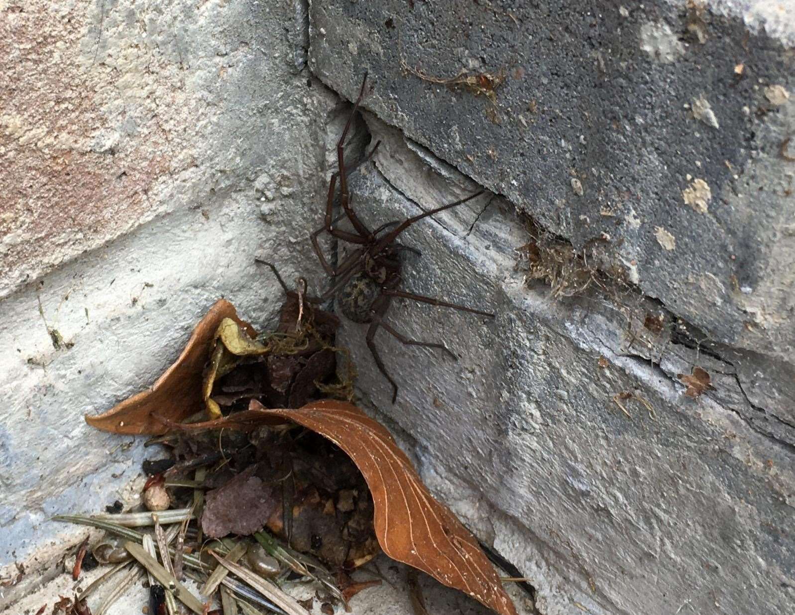 An enormous spider with fangs was spotted in a Rainham garden