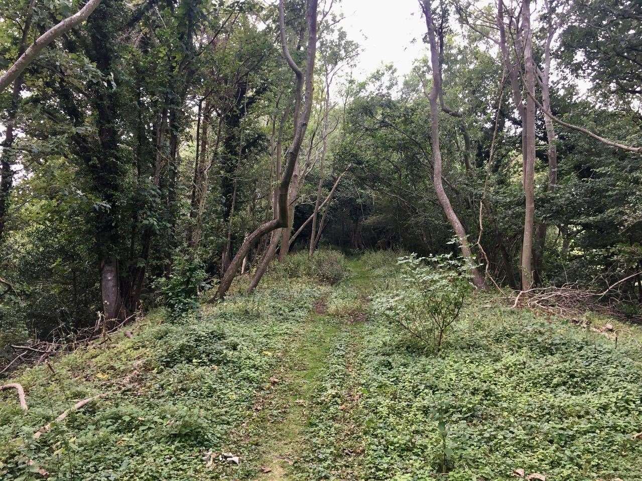 The woodland at Mill Leese surrounds part of the old railway embankment. Photo: Cllr Rory Love