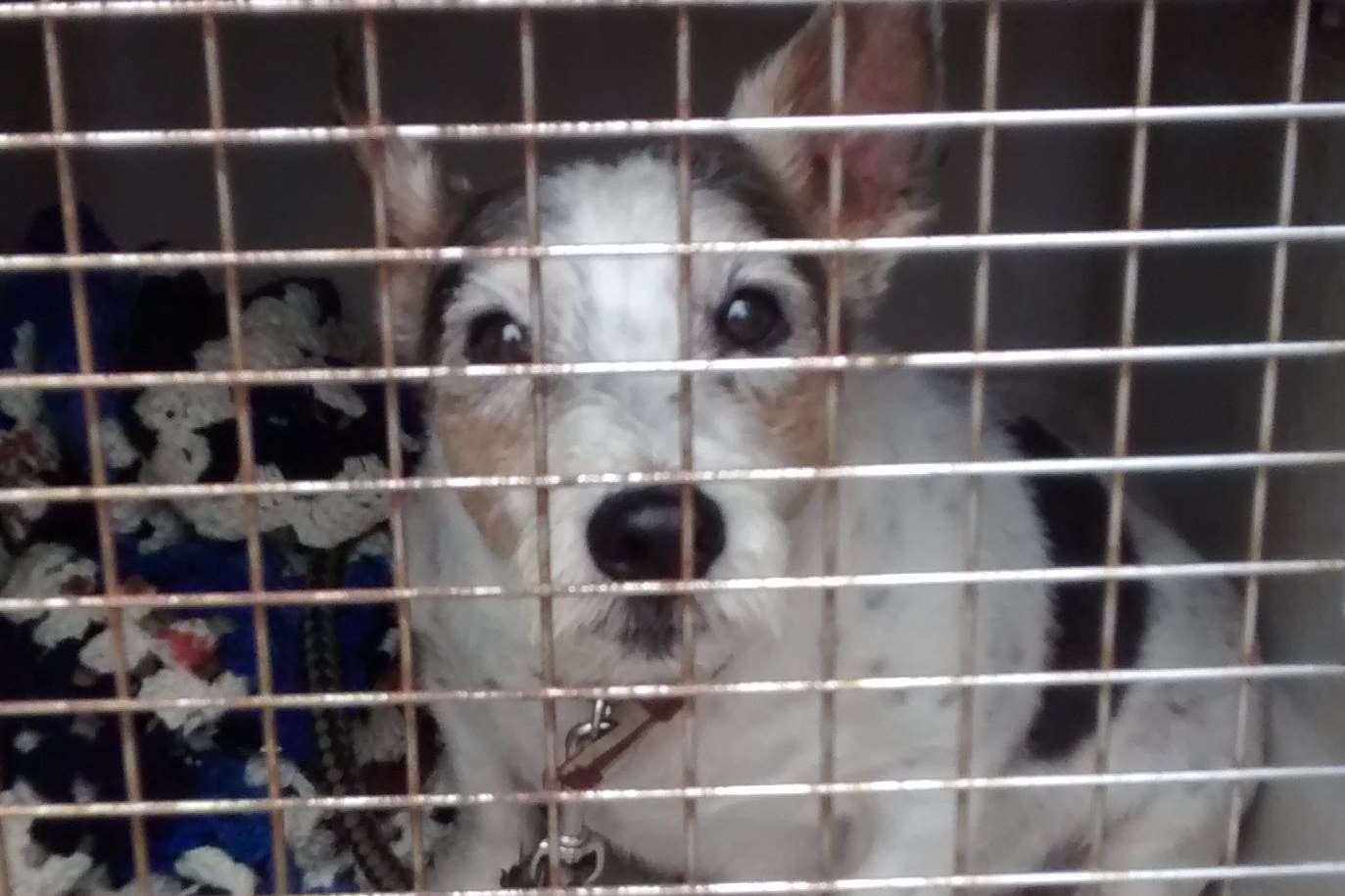 Tommy the terrier, left abandoned. Picture courtesy of RSPCA