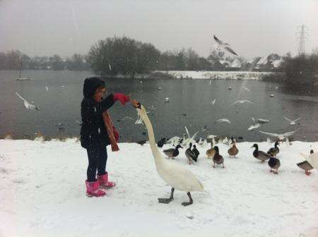 Katy aged eight feeds a swan at Leybourne Lakes