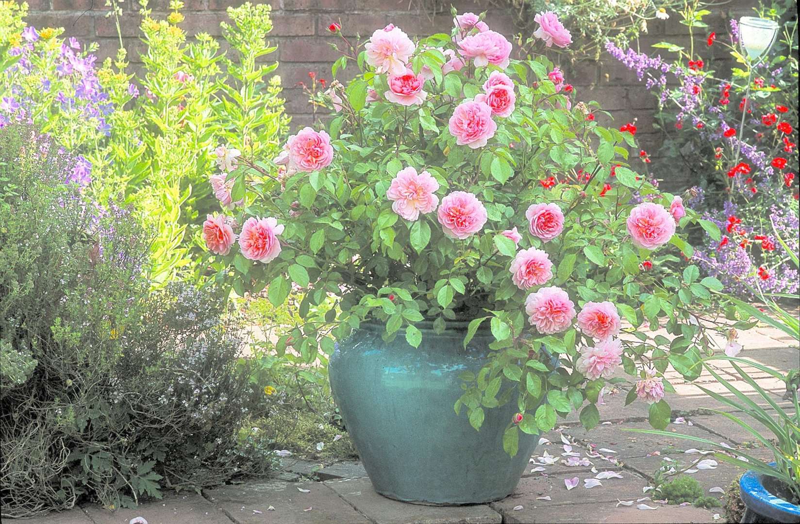 An Anne Boleyn rose looking stunning in a pot