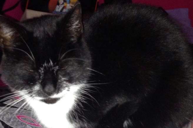 Black and white cat, Vicks, has gone missing from her home.