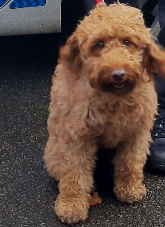 Pippa the cockapoo was eager to get back to her loving owners. Picture: Kent Police