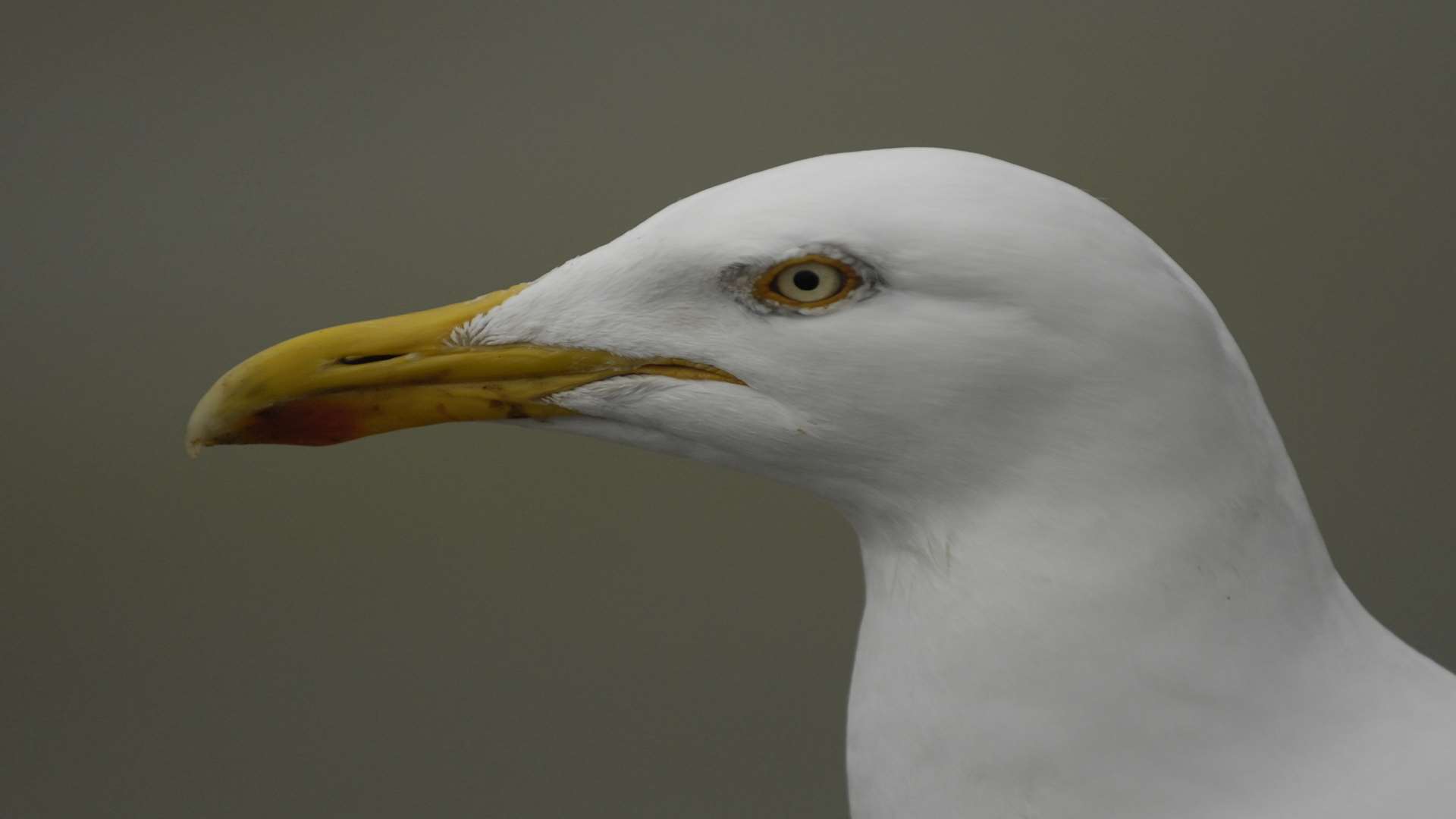 Folkestone seagull. One was trapped in Asda.
