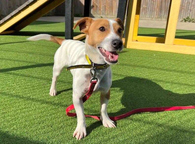 Scotty the Jack Russell cross. Picture: Dogs Trust