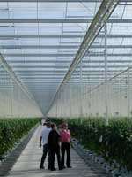 Glasshouses like this one are set to be built