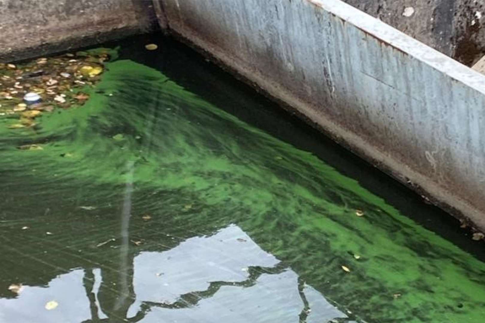 Algae thumbnail (58871959)