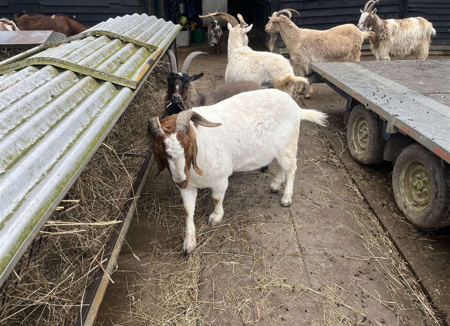 Buttercups is launching a new goat experience