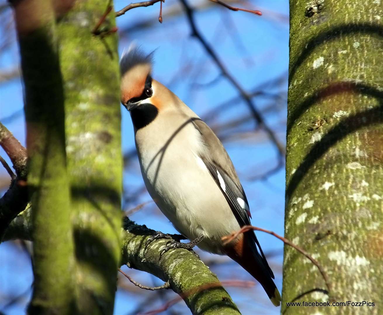 Paul Fouracre captured this image of a waxwing in Northfleet - one of a massive flock that drew bird watchers to the Coldharbour Road