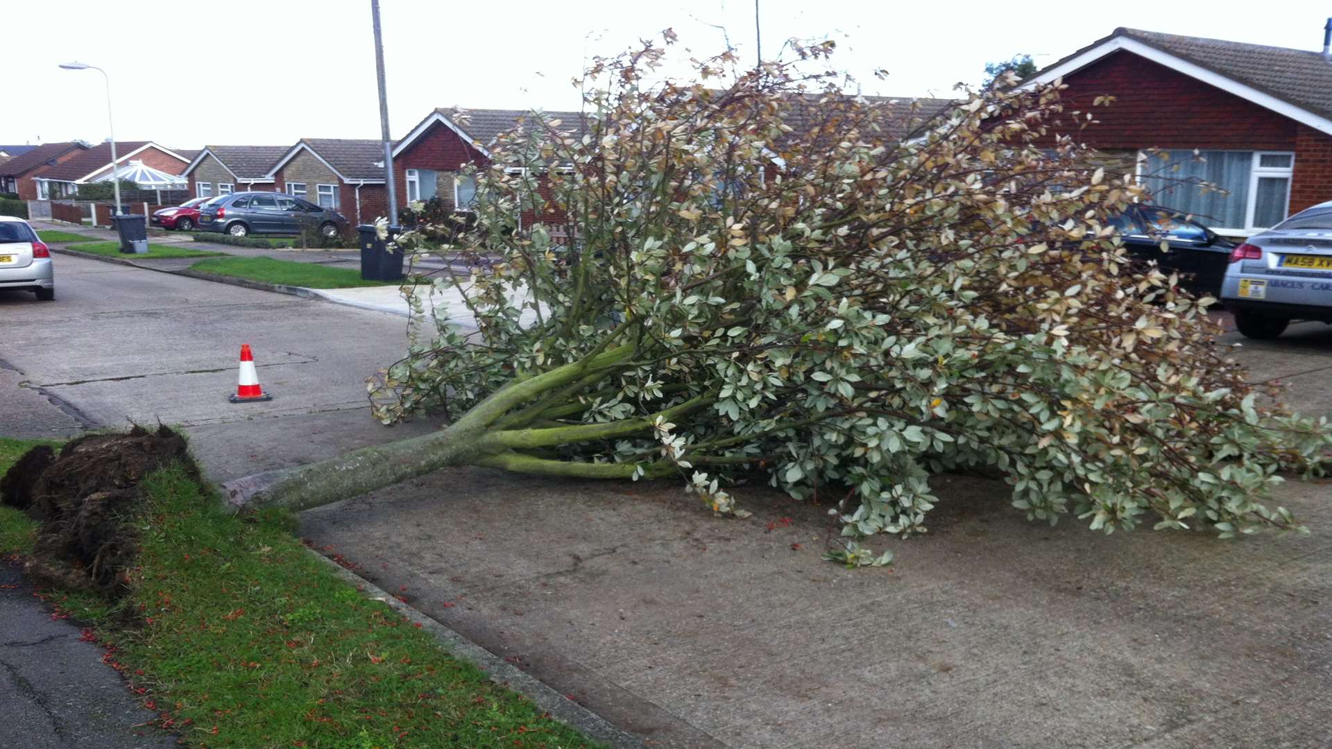 Fallen tree in Meteor Avenue, Whitstable