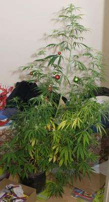Cannabis plant decorated with Christmas baubles
