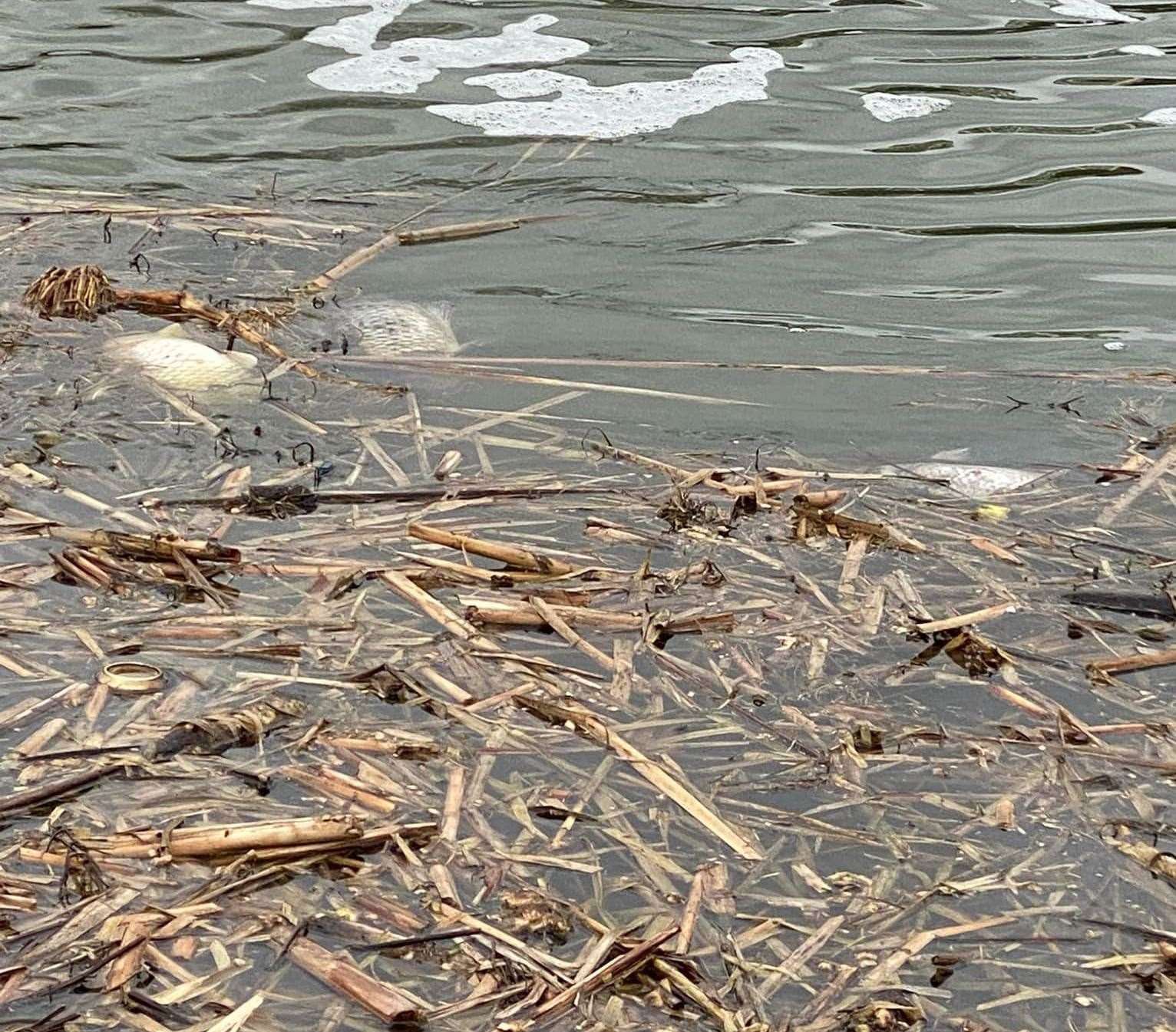 Dead fish in the lake at Gravesend Promenade. Image from Tracy Smithson (55441885)