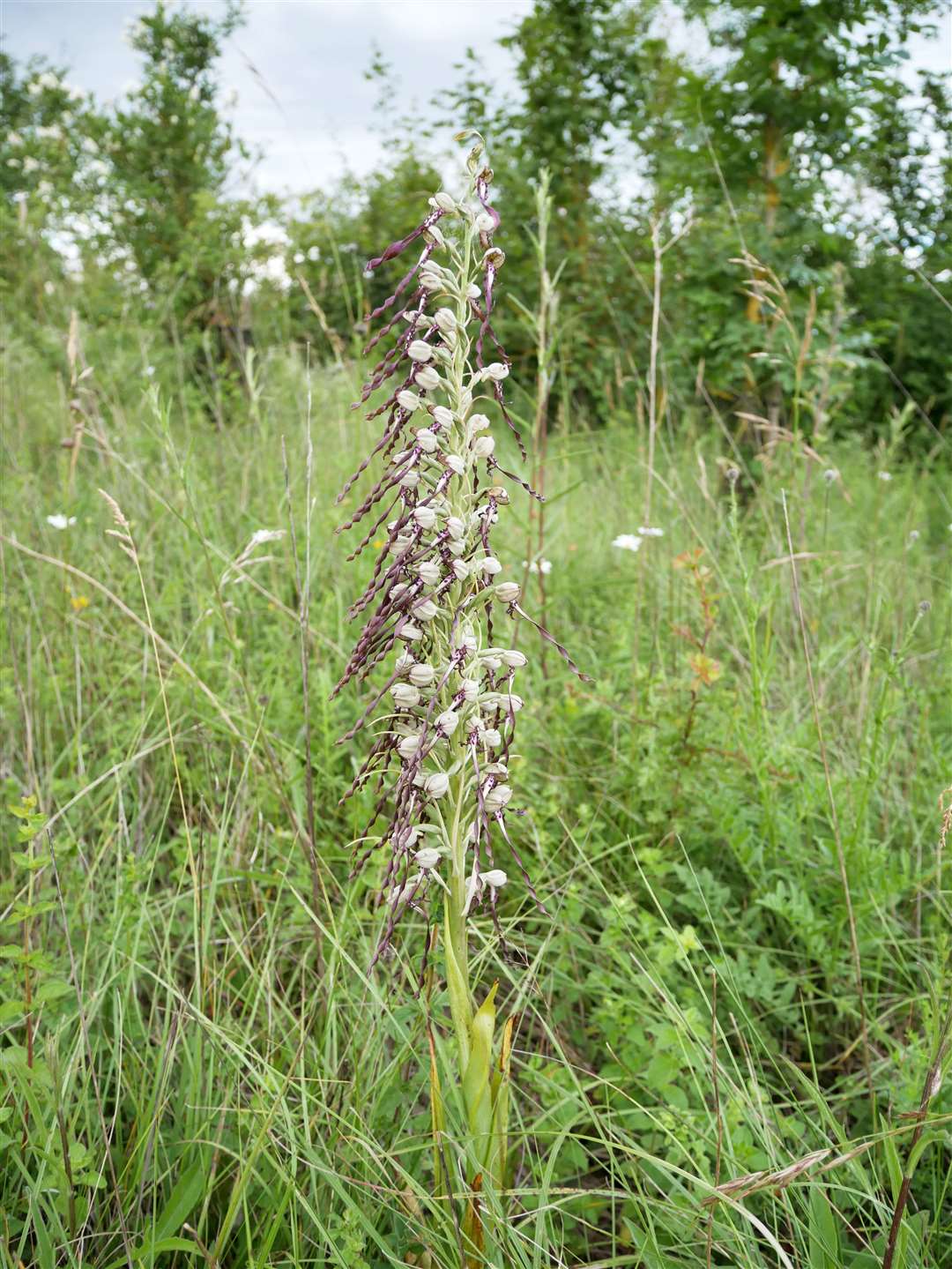 The rare lizard orchid has been found growing on a railway embankment on the HS1 line between Chatham and Bromley. It is the first time it's been found growing in the area for 100 years. Picture: HS1 Ltd