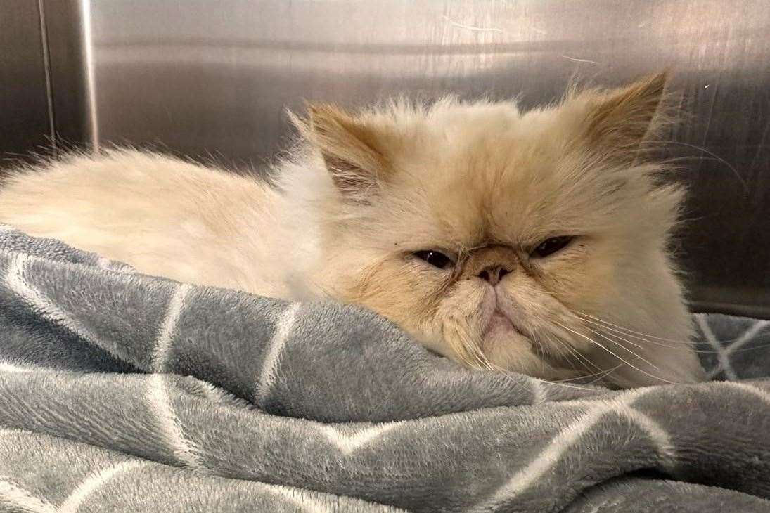 Arthur, the grumpy cat, at the vets. Picture: Wisteria Cat Rescue